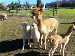 Helderstroom Alpacas