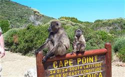 Cape Point Sightseeing Tour