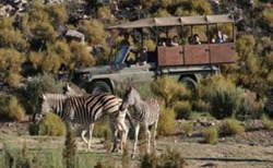 Full Day Safari at Aquila Game Reserve