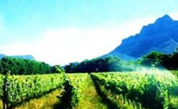 Half Day Winelands Tour