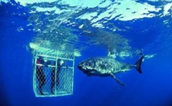 Shark Cage Diving